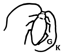 GERMAN KABIRSKI logo