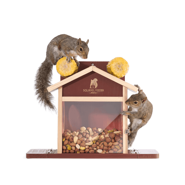 Squirrel Feeder