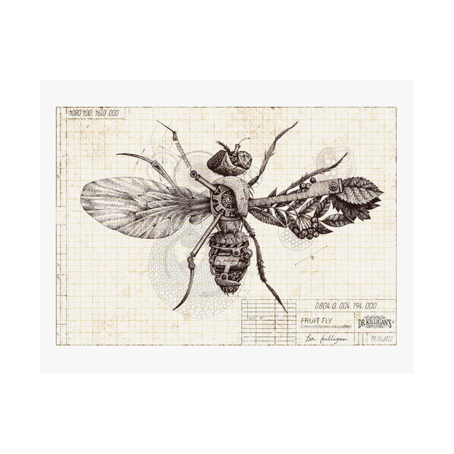 Vintage Fruit Fly Poster — Matte Horizontal Botanical Print