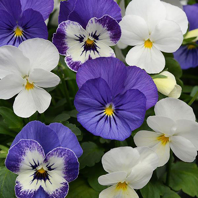 Sorbet® XP Blueberry Sundae Mix Viola Plant