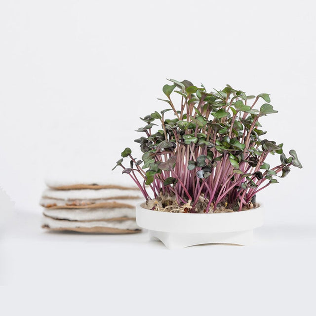 Red Acre Microgreens Seed Pad Refills