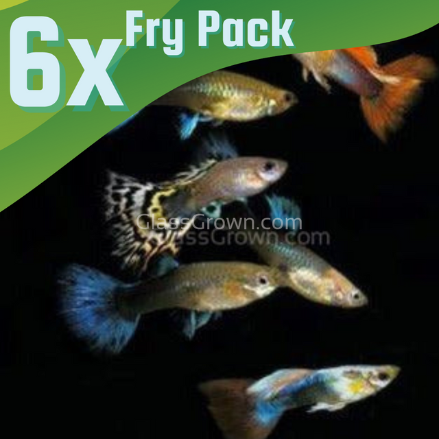 Fancy Mixed Guppy Fraternity 6 Pack