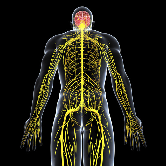 Total Body Scan w/ solution
