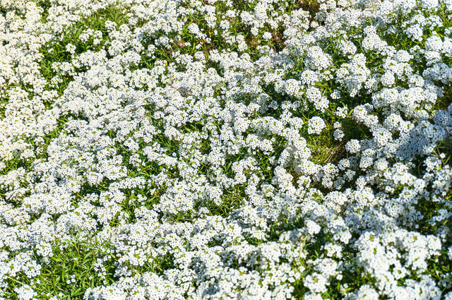 Alyssum Carpet of Snow (Sweet Alyssum) Microgreen Seeds