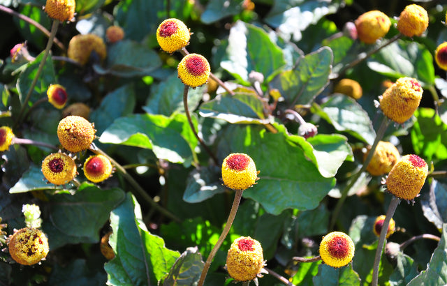 Paracress AKA Toothache Plant - Heirloom