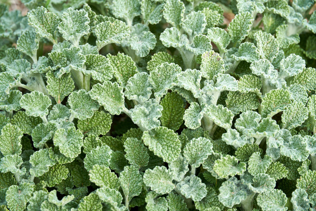 Horehound Seeds - Heirloom
