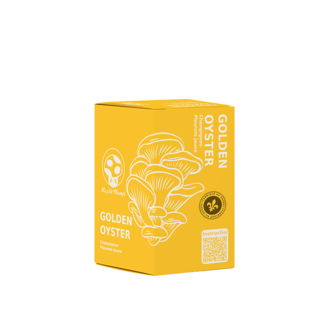 Golden Oyster Mushroom Kit
