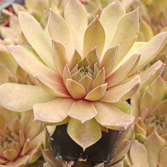 Sempervivum 'Bernstein'