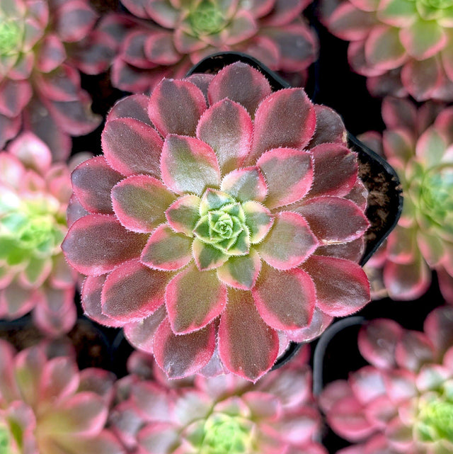 Aeonium 'Wheels of Fascination'