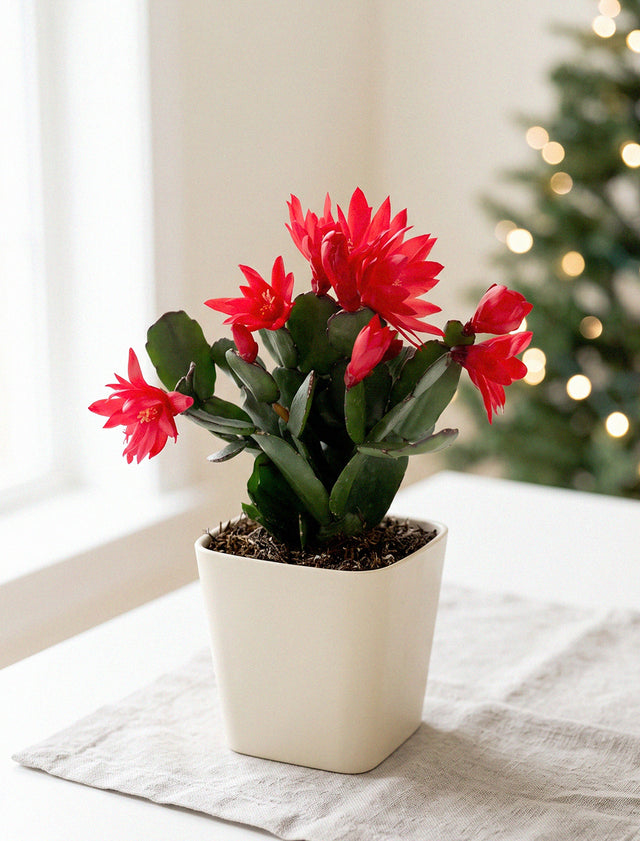Christmas Cacti Plant