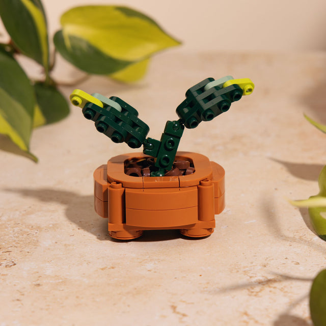 FREE GIFT Propagation Pot POTHOS PROMO