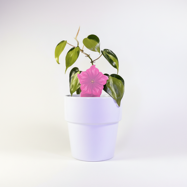 SOLD OUT - PlantDoc Flower: Biodegradable Color-Changing Moisture Meter for Plants, 5-Pack