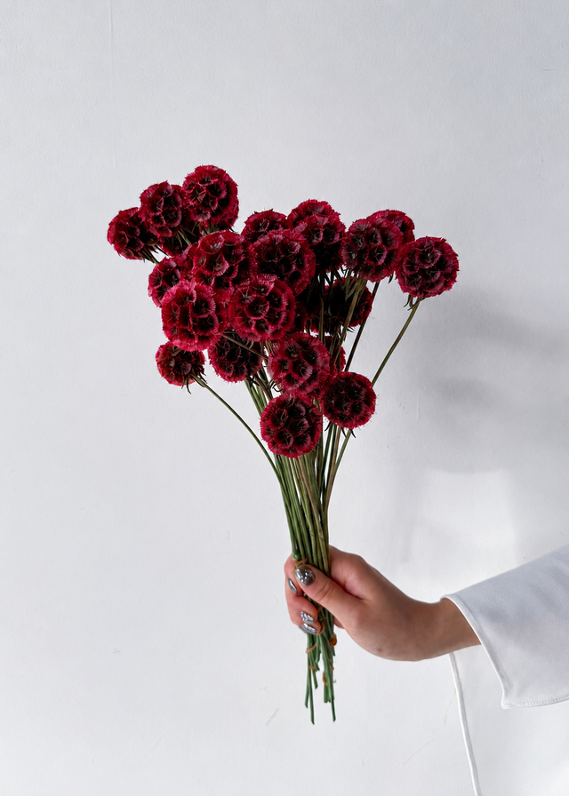 Red Scabiosa Pre-Sale | August Flower