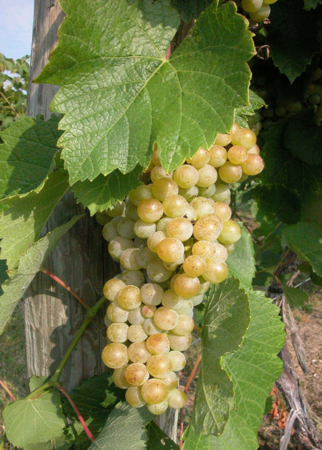 Grape 'Traminette' (Vitis)