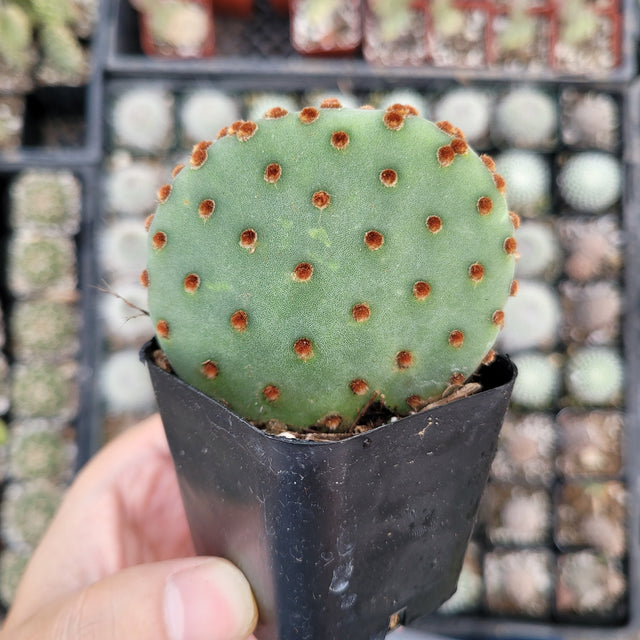 Opuntia Violacea BeaverRita Cactus