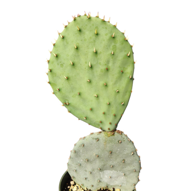 Spineless Prickly Pear Opuntia ficus-indica