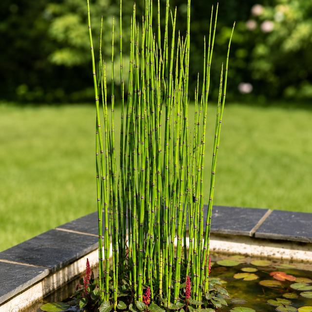 Equisetum Hyemale Grass