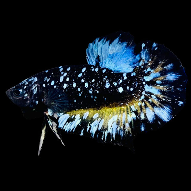 Rare Avatar Betta Fish (Male) - AV1023