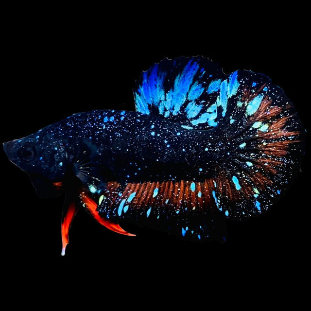 Rare Avatar Betta Fish (Male) - AV1022