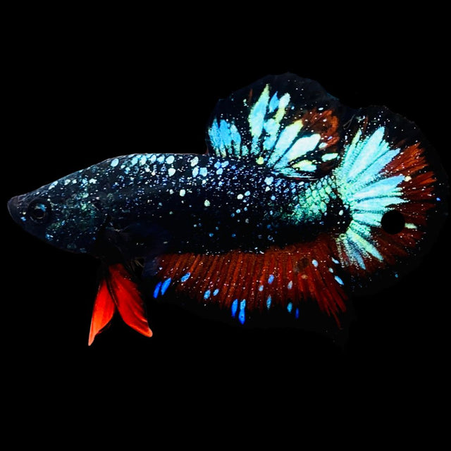 Rare Avatar Betta Fish (Male) - AV1020