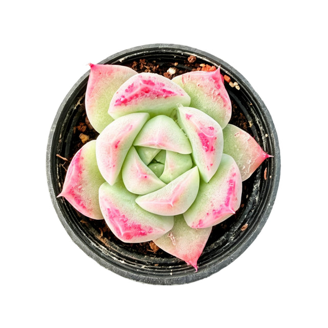 Echeveria 'Pointe Shoes'