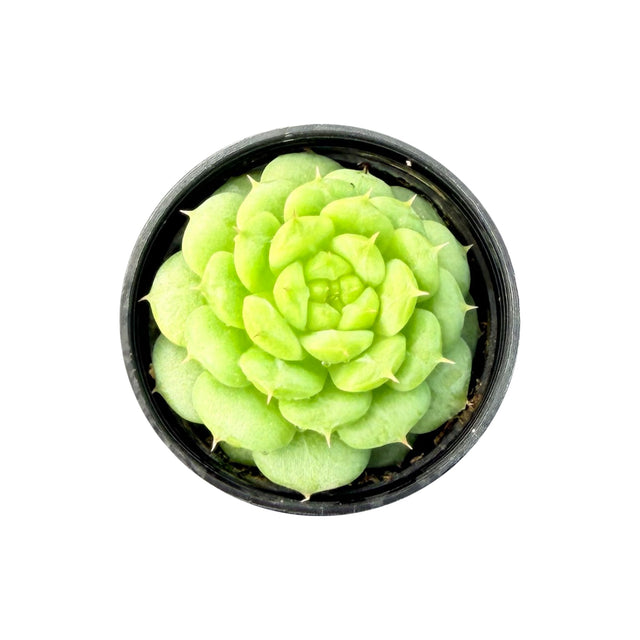 Echeveria 'Green Ghost'
