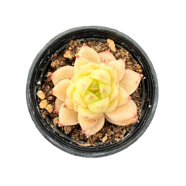 Echeveria 'Peachy Cheeks'