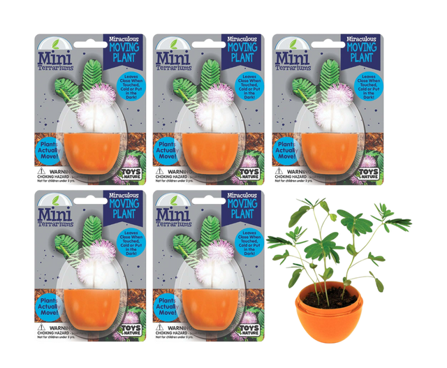 Mini Terrarium Moving Plant - Multipack of 5