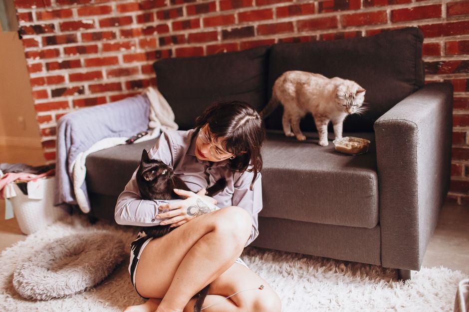 Cattasaurus Review: Do Cat Caves Actually Get Used?