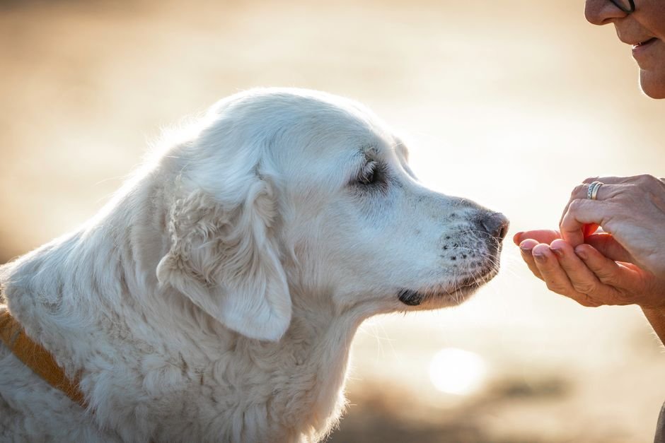 Best pet food for sensitive stomachs: science over hype