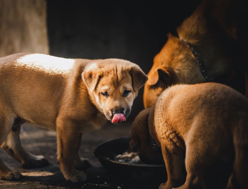 Budget dog food that doesn't compromise nutrition