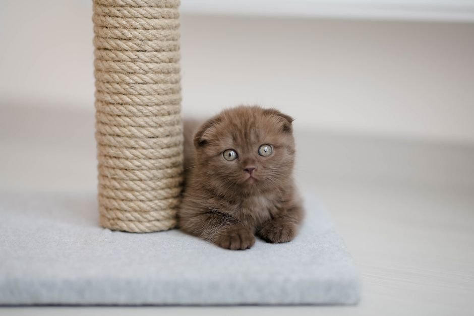 Best Cat Scratching Posts for Apartment Living