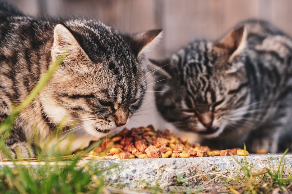 Choosing the right cat food: a nutrition guide for every age