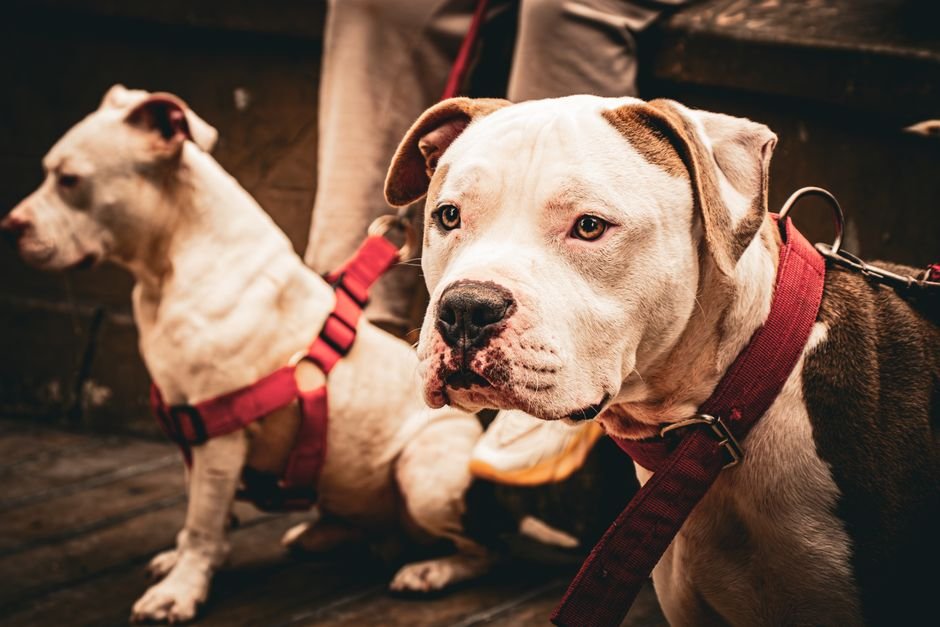 Dog Leashes and Harnesses for Safe, Controlled Walks