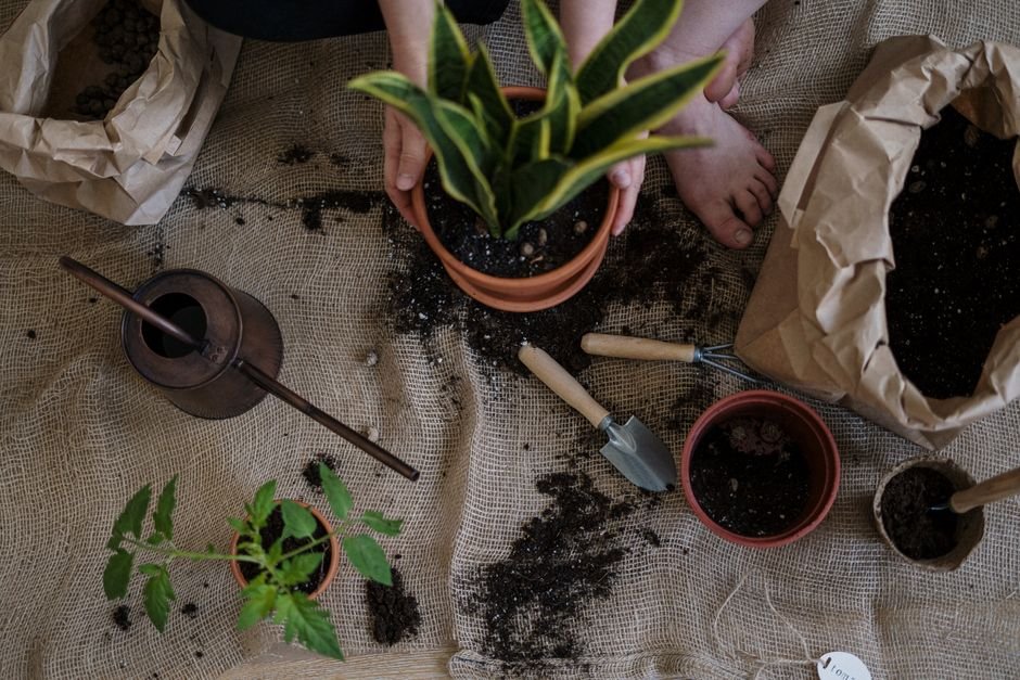Best Indoor Plants for Beginners: Easy-Care Varieties