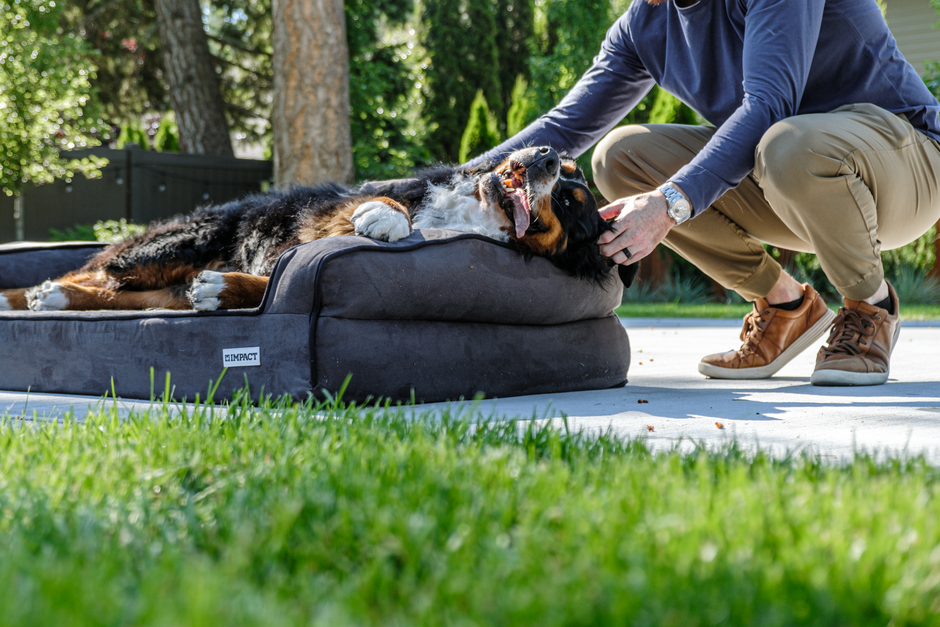 Orthopedic Dog Beds for Senior Dogs: Memory Foam, Density & When They Work