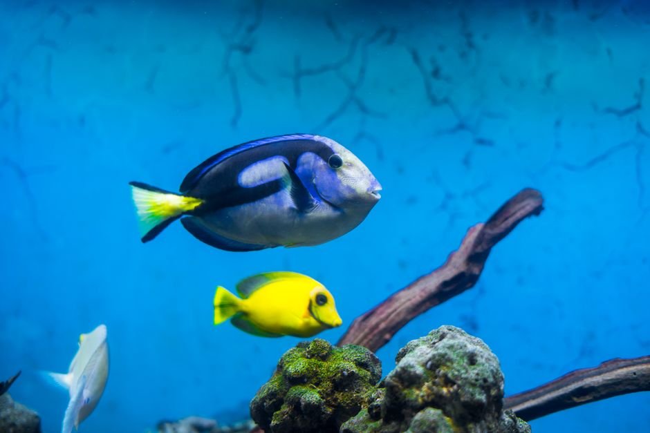 Saltwater vs Freshwater Aquariums: Which Is Right for You?