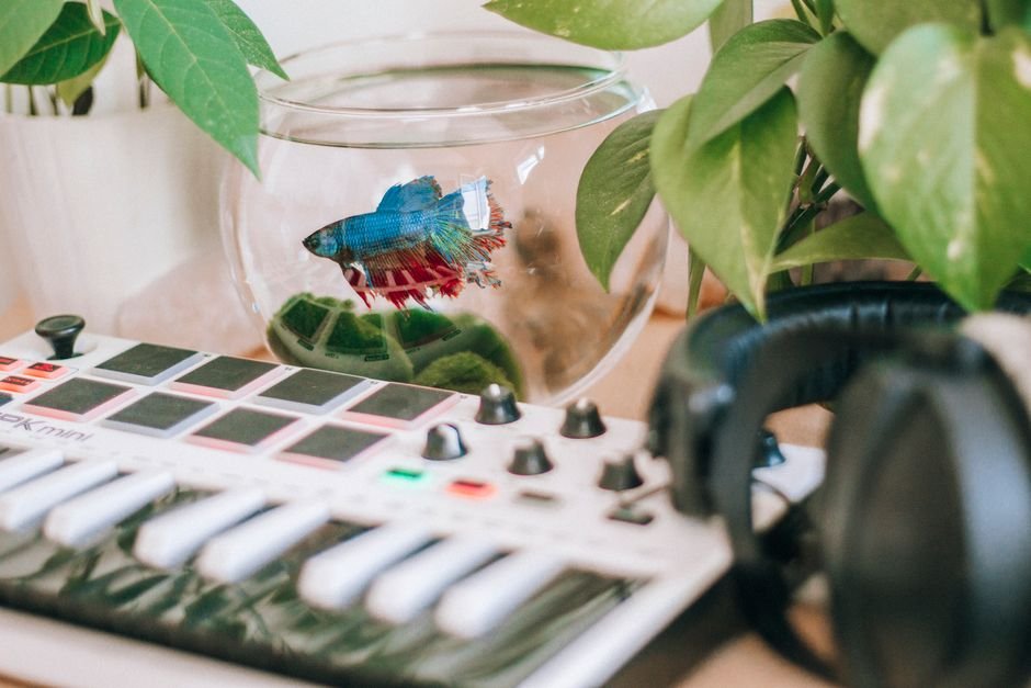 Setting up your first aquarium: tank, filter and fish explained