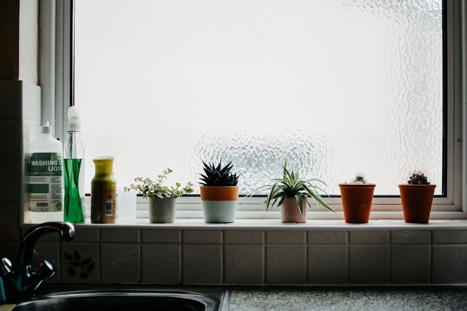 Best Succulent Plants for Your Home in 2026
