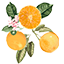 Cara Cara New York logo
